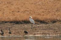 Platalea regia - Royal Spoonbill