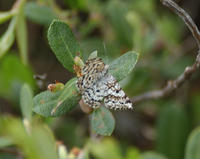 Image of: Eufidonia discospilata