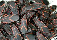 Image of: Leptocoris trivittatus (box elder bug)