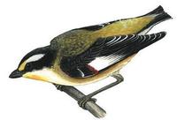 Image of: Pardalotus striatus (striated pardalote)