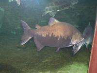 Piaractus brachypomus - Cachama