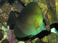 Zebrasoma scopas - Blue-lined Tang