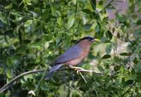 Image of: Sturnus pagodarum (Brahminy starling)