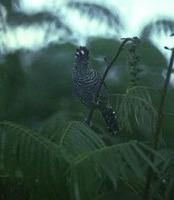 Image of: Thamnophilus doliatus (barred antshrike)