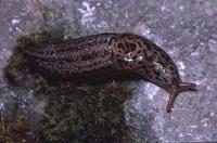 Image of: Limax maximus (giant garden slug)