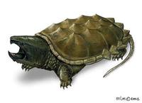 Image of: Macrochelys temminckii (alligator snapping turtle)