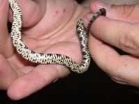 Image of: Nerodia sipedon (northern water snake)