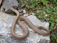 Coronella austriaca austriaca