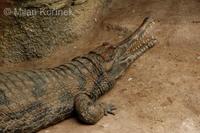 Tomistoma schlegelii - False Gavial