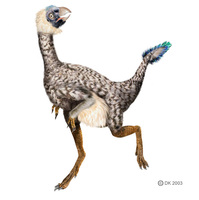 Caudipteryx