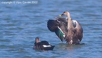 Spot-billed Duck - Anas poecilorhyncha