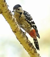 Fulvous-breasted Woodpecker - Dendrocopos macei