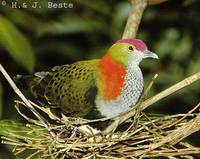 Superb Fruit Dove - Ptilinopus superbus