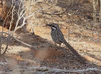 Long-tailed Ground-Roller (Uratelornis chimaera) photo