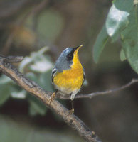 Tropical Parula (Parula pitiayumi) photo