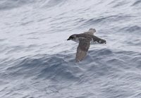 South Georgian Diving-Petrel (Pelecanoides georgicus) photo