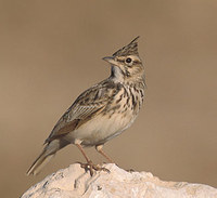 Crested Lark (Galerida cristata) photo