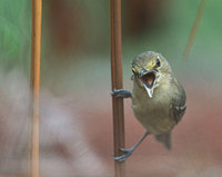 Thick-billed Vireo (Vireo crassirostris) photo