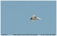 Fairy Tern - Sterna nereis