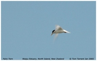 Fairy Tern - Sterna nereis