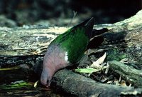 Emerald Dove - Chalcophaps indica