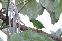 Tui Parakeet - Brotogeris sanctithomae