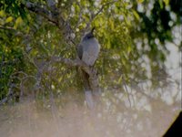 Verreaux's Coua - Coua verreauxi