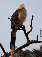 Guira Cuckoo - Guira guira