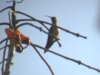 Little Hermit - Phaethornis longuemareus