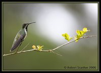 Black-throated Mango - Anthracothorax nigricollis