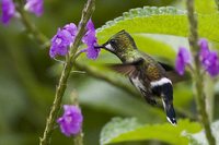 Wire-crested Thorntail - Popelairia popelairii