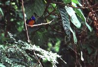 Blue-eared Kingfisher - Alcedo meninting