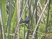 Parana Antwren - Formicivora acutirostris