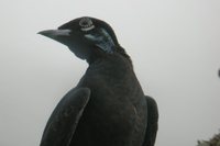 Bare-necked Fruitcrow - Gymnoderus foetidus