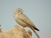 Desert Lark - Ammomanes deserti