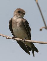 Northern Rough-winged Swallow - Stelgidopteryx serripennis