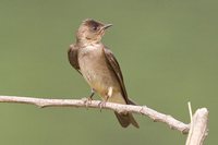 Southern Rough-winged Swallow - Stelgidopteryx ruficollis