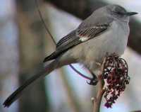 Northern Mockingbird - Mimus polyglottos