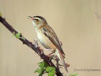 Sedge Warbler - Acrocephalus schoenobaenus