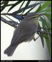Tickell's Leaf-Warbler - Phylloscopus affinis