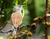 Spectacled Warbler - Sylvia conspicillata