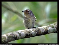 Ferruginous Flycatcher - Muscicapa ferruginea