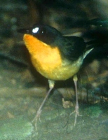 Forest Robin - Stiphrornis erythrothorax