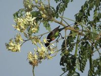 Beautiful Sunbird - Cinnyris pulchellus