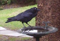 Australian Raven - Corvus coronoides