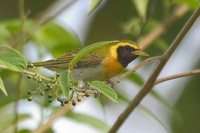 Guira Tanager - Hemithraupis guira