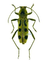 육점박이범하늘소 - Chlorophorus simillimus