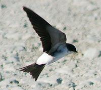 House Martin