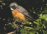 White-throated Robin