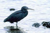 Reef Heron (Egretta sacra)